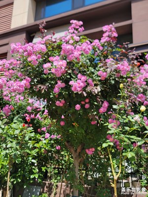 花儿盛开