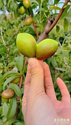 永不分离