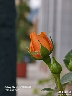 路边花池随拍