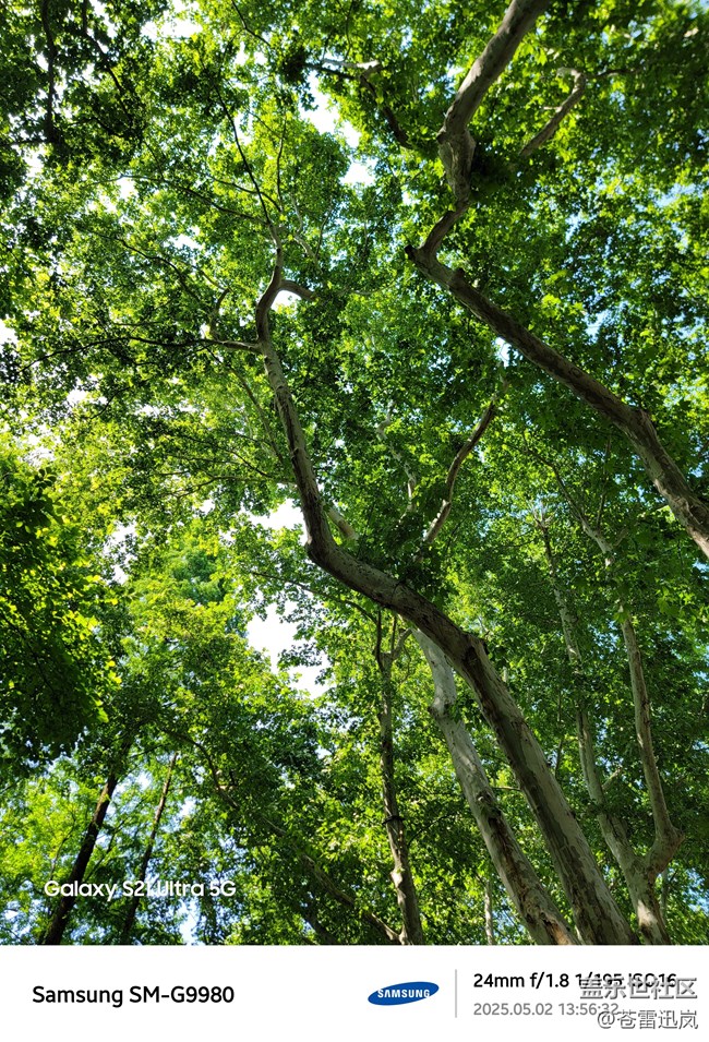 【带上折叠屏过五一】柳浪闻莺