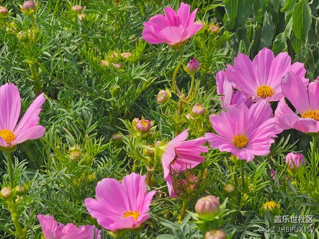 【春风得意时】春花烂漫