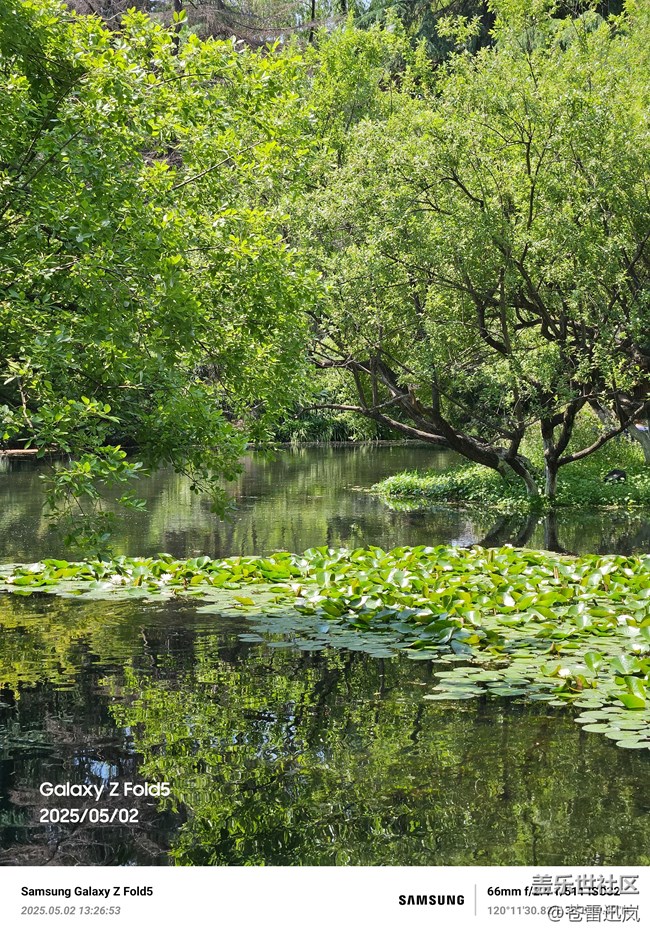 【带上折叠屏过五一】柳浪闻莺