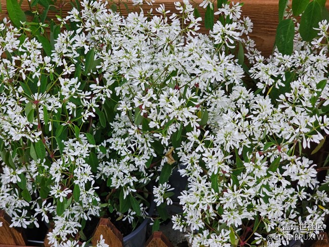 【带上折叠屏过五一】五彩花市