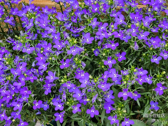【春风得意时】春花烂漫
