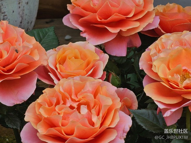 【带上折叠屏过五一】五彩花市