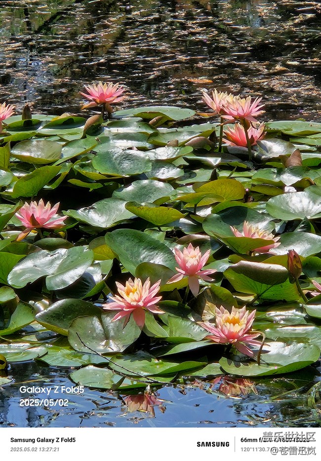 【带上折叠屏过五一】柳浪闻莺