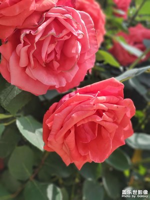 【快乐假日】+节前随拍