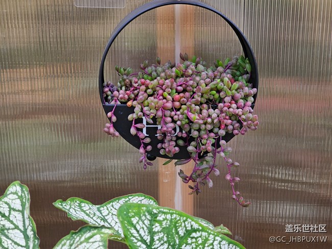 【带上折叠屏过五一】五彩花市