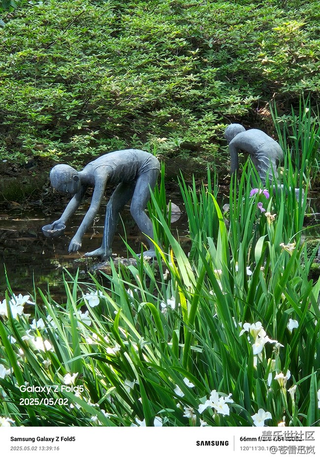 【带上折叠屏过五一】柳浪闻莺