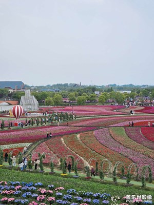 【漫旅拾光】+荷兰花海