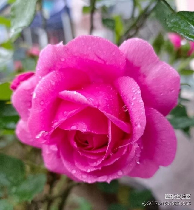 【夏日清凉】花儿开