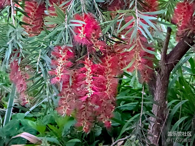 #五月满园芳——红千层