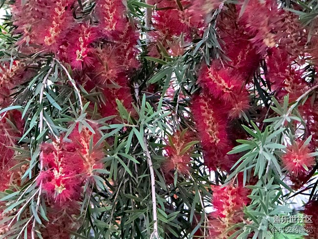 #五月满园芳——红千层