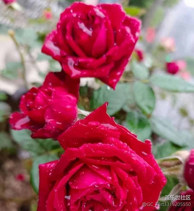 【夏日清凉】花儿开