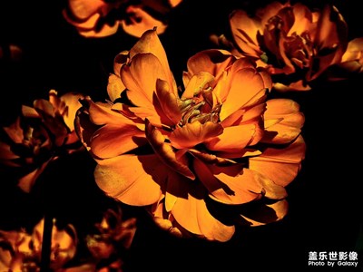 【漫旅拾光】+花开得正好