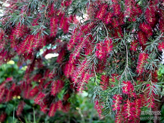 #五月满园芳——红千层