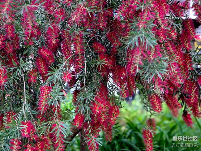 #五月满园芳——红千层