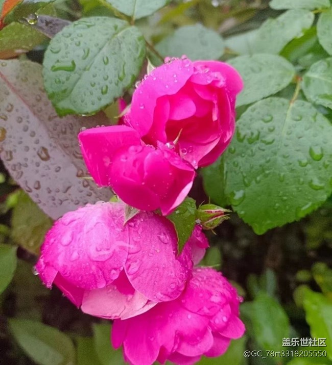 【夏日清凉】花儿开