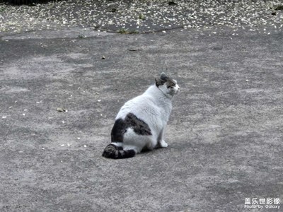 【漫旅拾光】+可爱小猫