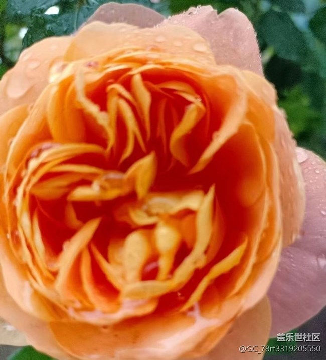 【夏日清凉】花儿开