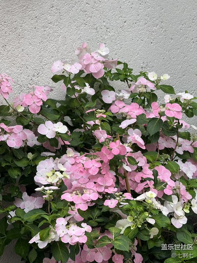 4月26日春游线下摄影活动