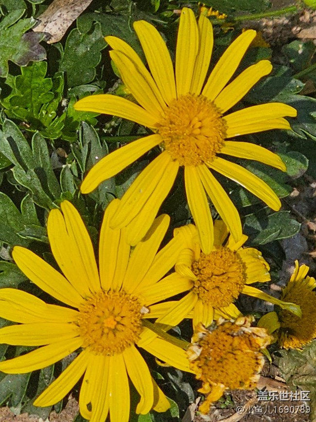 【 长焦与微距】花芯