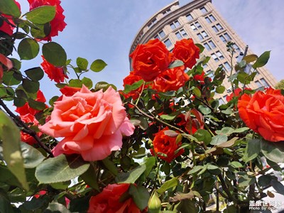 【漫旅拾光】怒放鲜花
