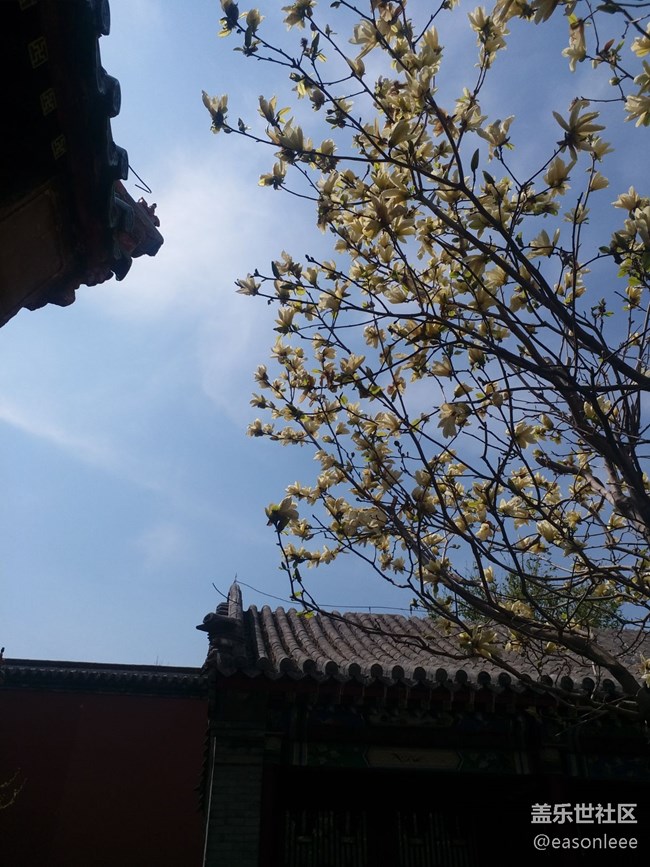 【春风得意时】沈阳的春天来来去去