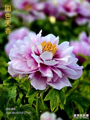 国色天香醉人间