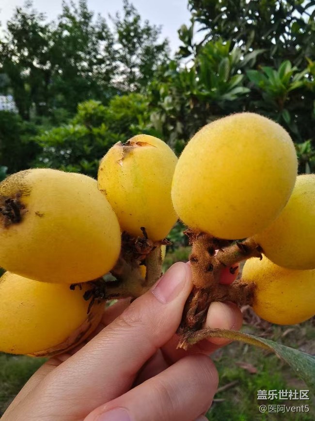 【夏日清凉】摘枇杷
