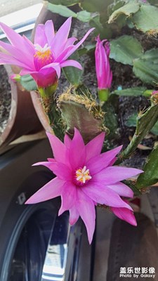小花开花了