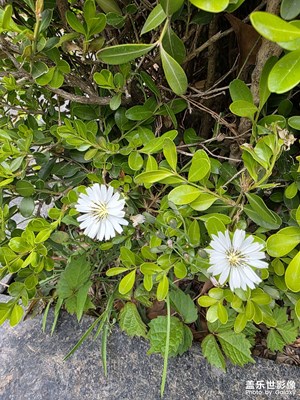 好像花都要谢了呀