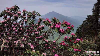 【漫旅拾光】+瓦屋山徒步挑战赛赏瀑布高山杜鹃