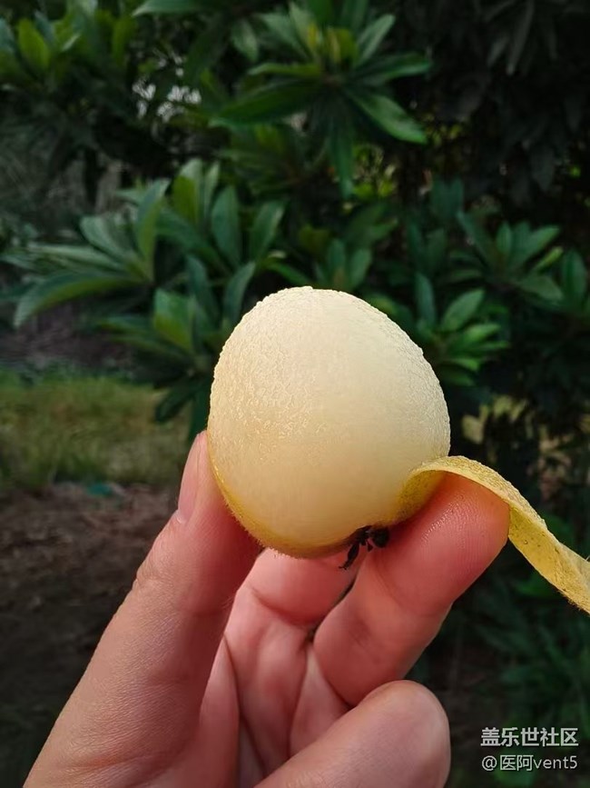 【夏日清凉】摘枇杷