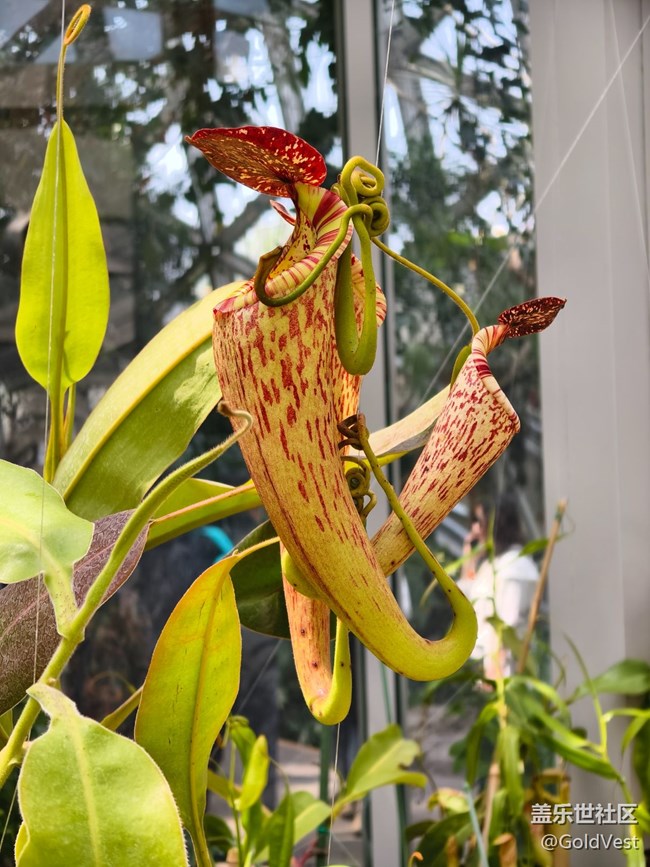 #五月满园芳——辰山植物园观花