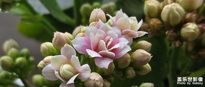 长寿花