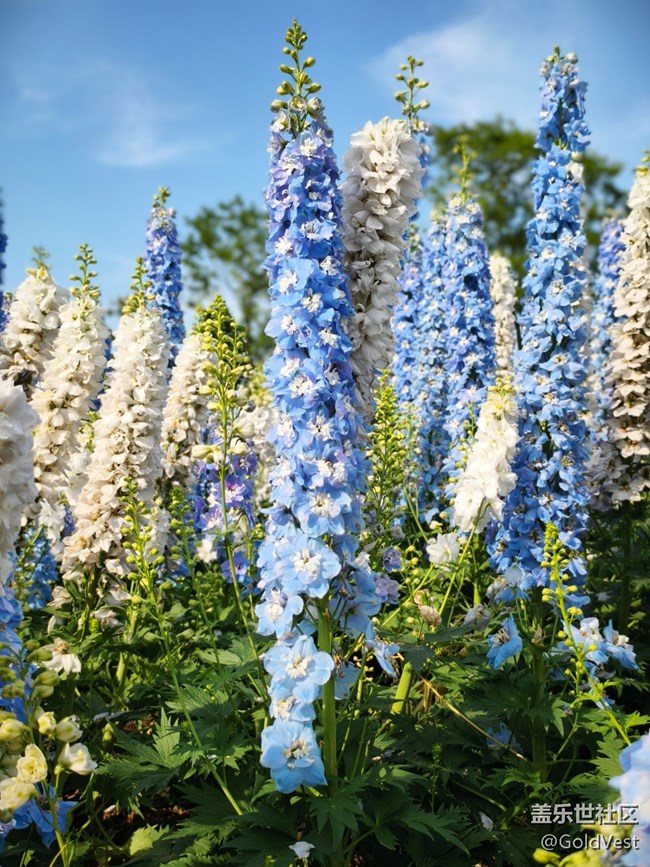 #五月满园芳——辰山植物园观花