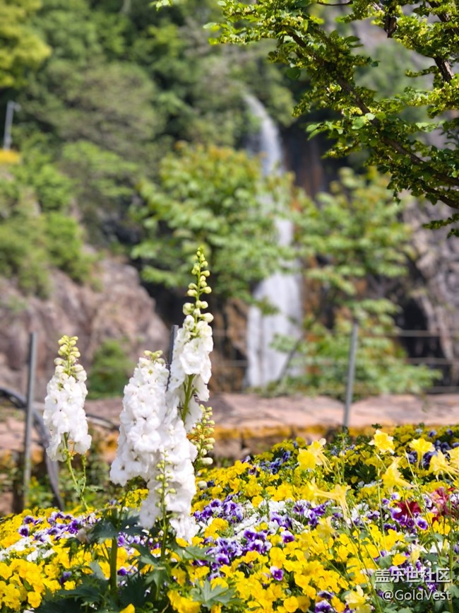 #五月满园芳——辰山植物园观花