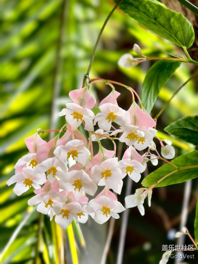 #五月满园芳——辰山植物园观花