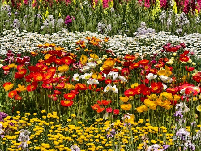 #五月满园芳——辰山植物园观花