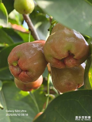 路边野果你不要采