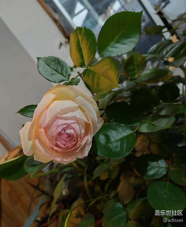 【夏日清凉】赏花