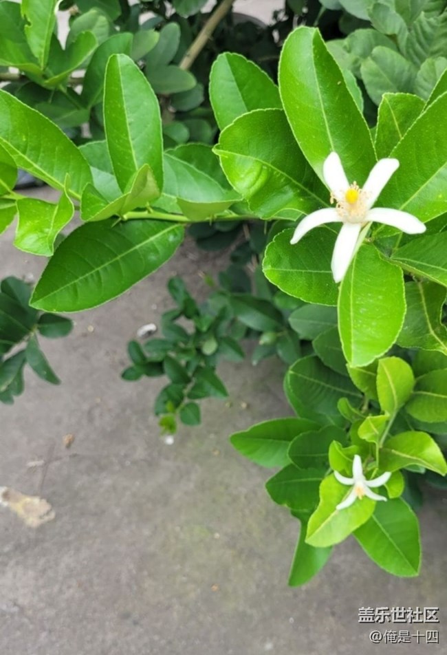 【夏日清凉】柠檬