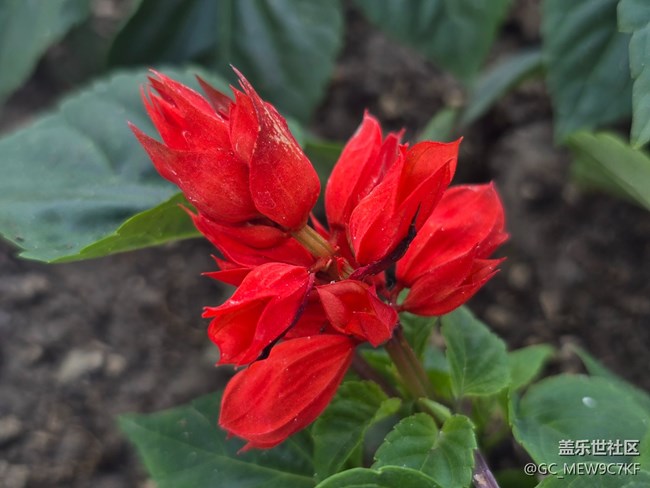 #五月满园芳——一串红