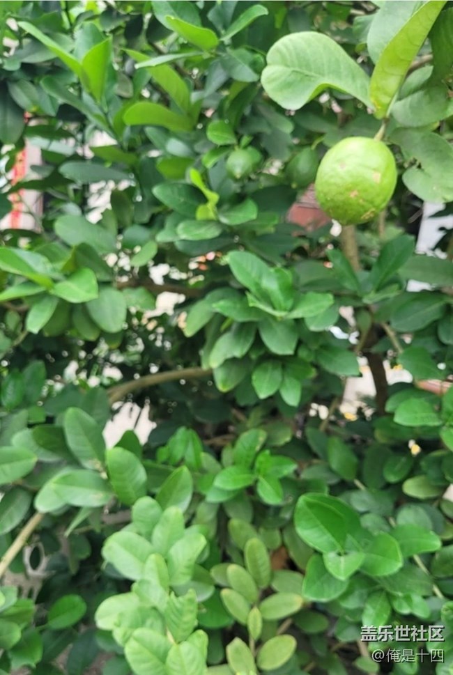 【夏日清凉】柠檬