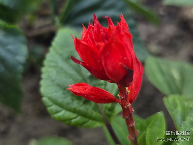 #五月满园芳——一串红