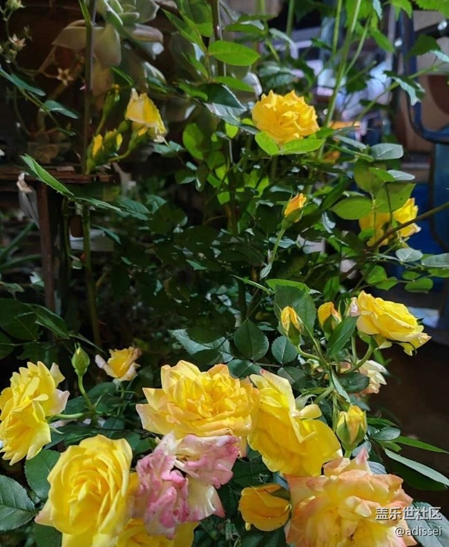 【夏日清凉】赏花