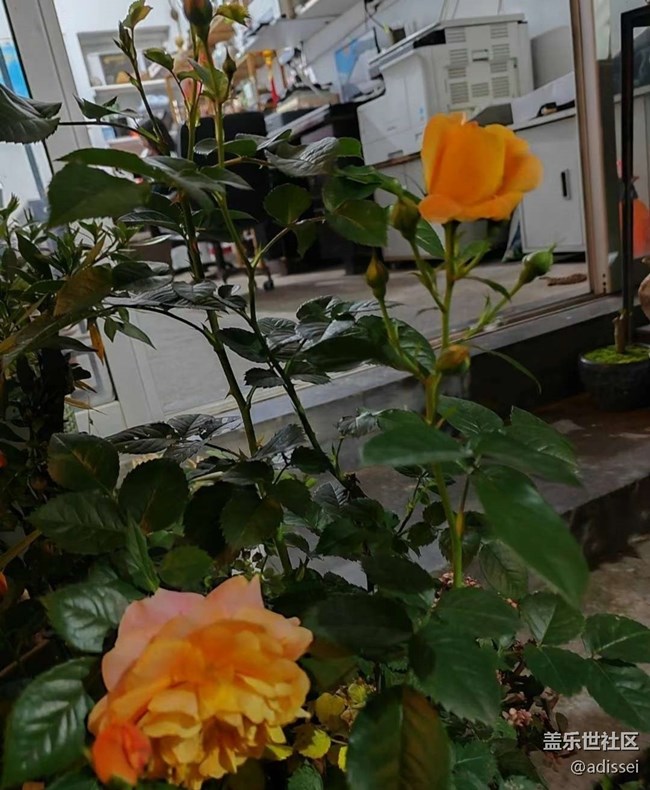【夏日清凉】赏花