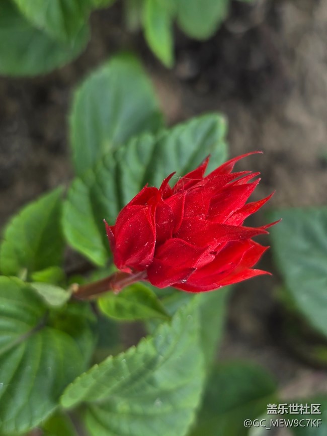 #五月满园芳——一串红