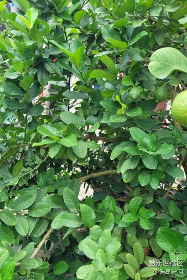 【夏日清凉】柠檬